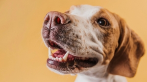 Suing for a Dog Bite: When Does It Make Sense to Hire a Lawyer? Suing for a Dog Bite: When Does It Make Sense to Hire a Lawyer?
